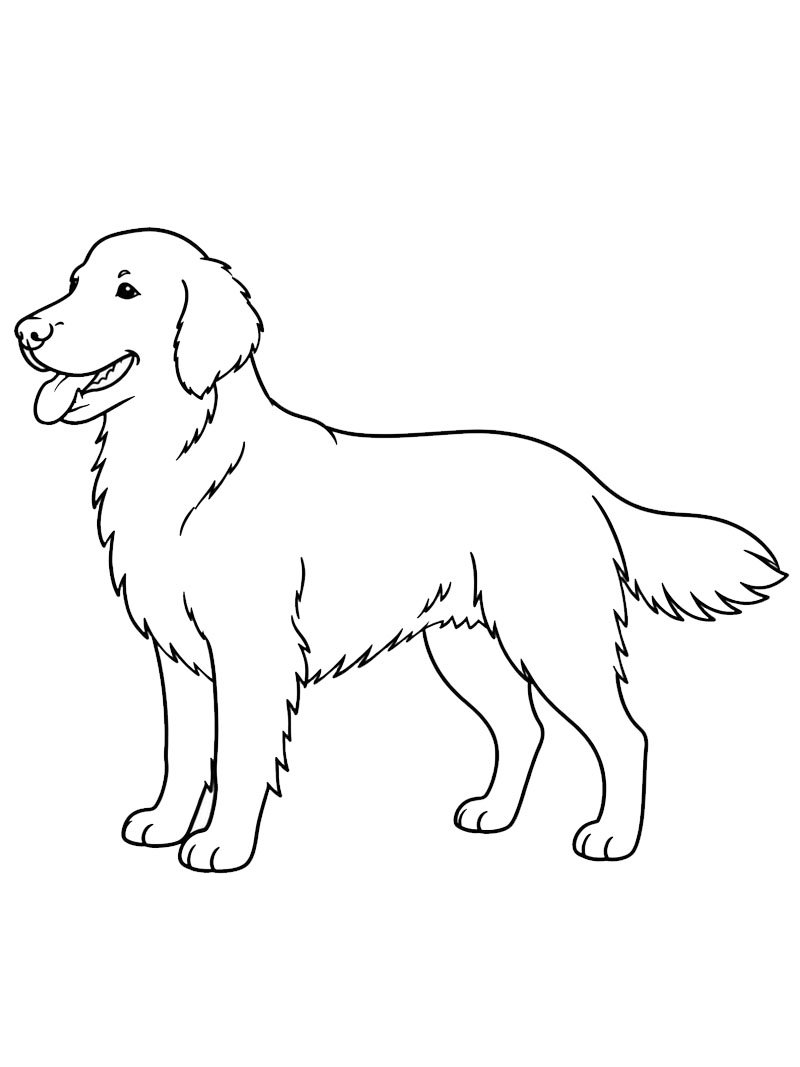 Flat-coated retriever Coloring page
