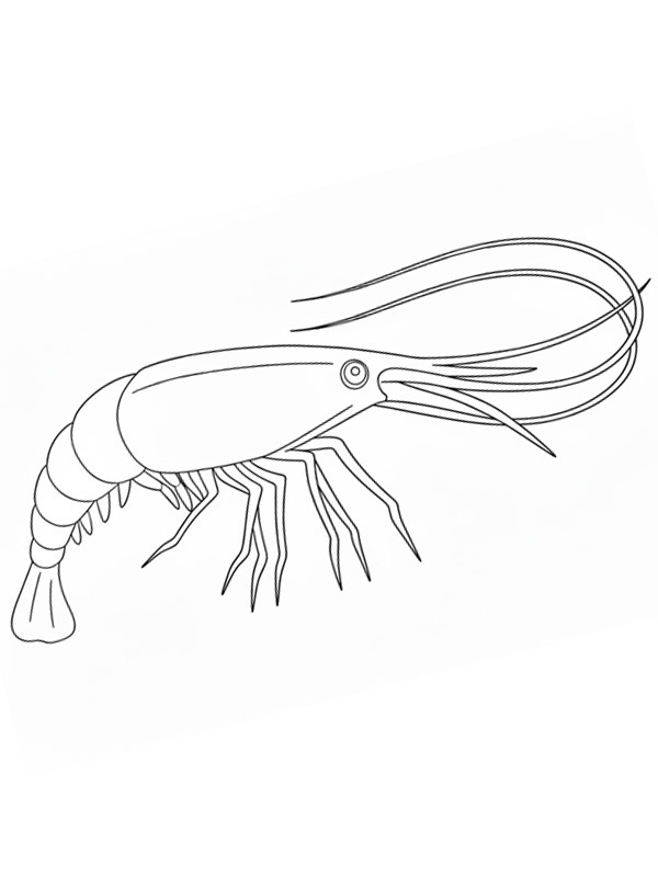 Shrimp Coloring page