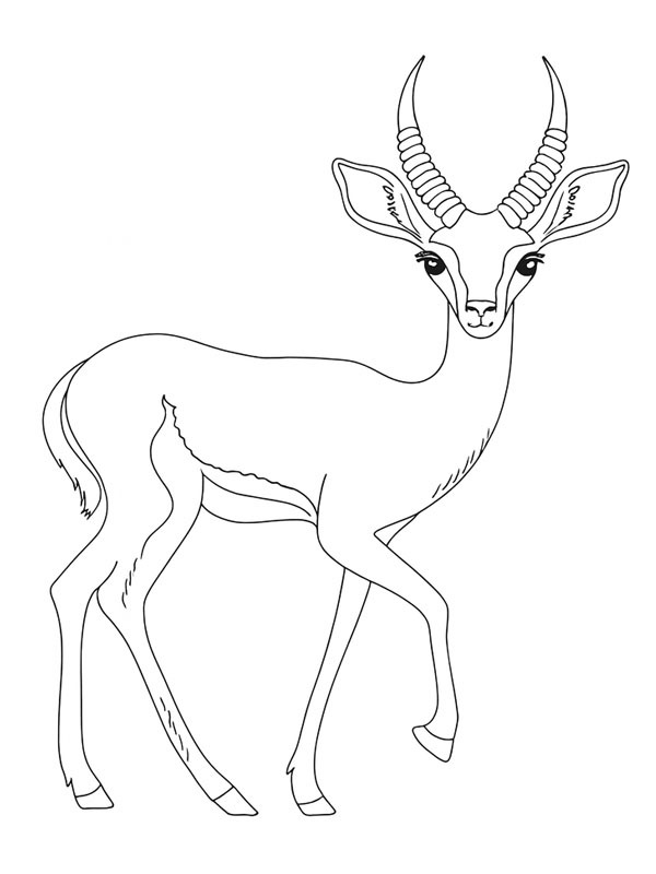 Gazelle Coloring page