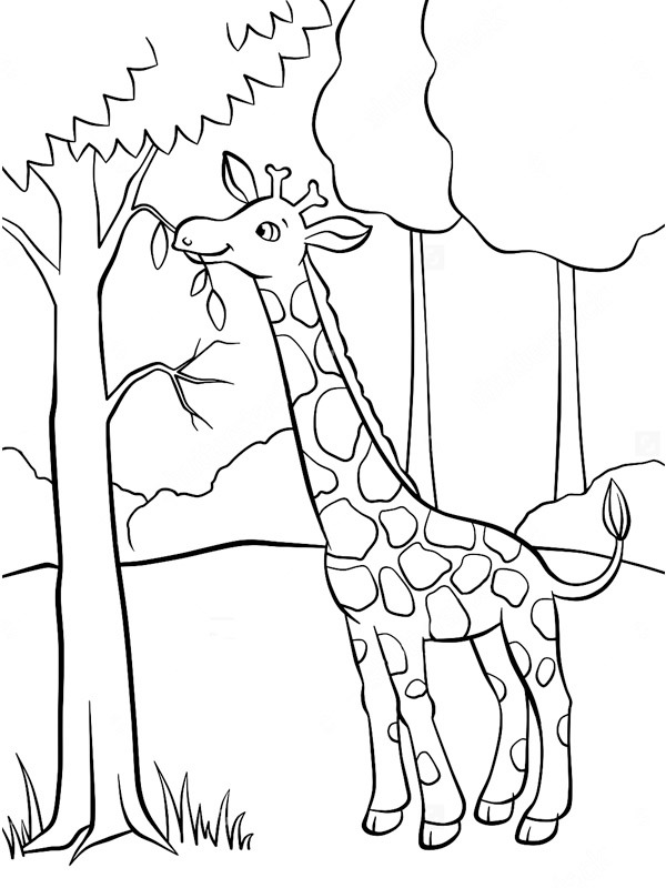 giraffe eats on tree Coloring page