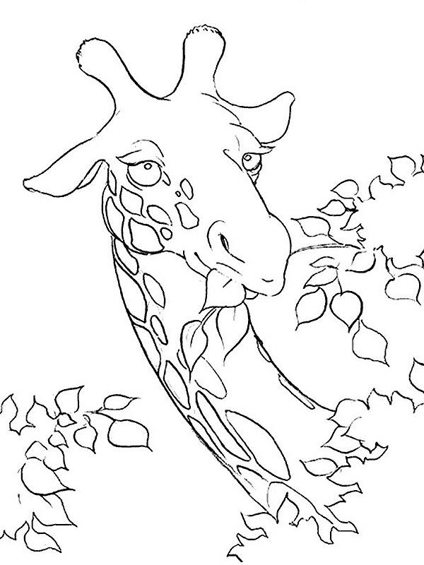 Giraffe is eating Coloring page