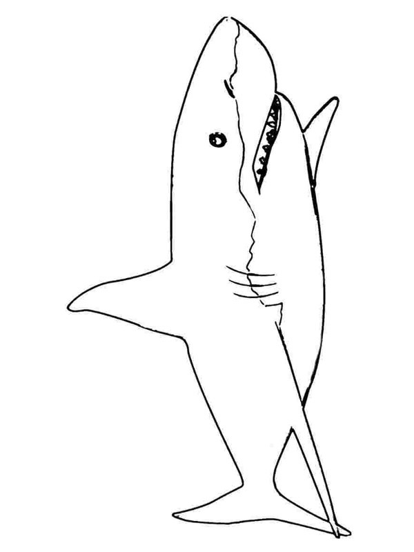 Shark Coloring page