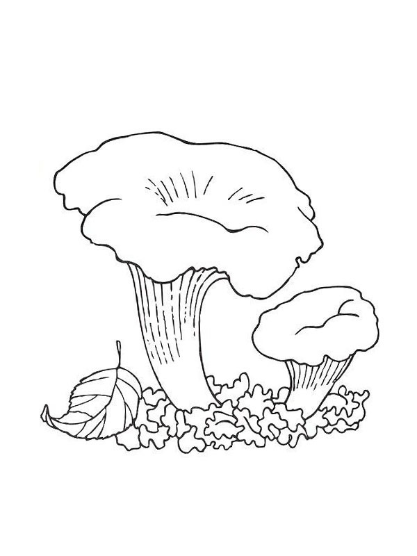 Cantharellus cibarius Coloring page Cantharellus cibarius Coloring page