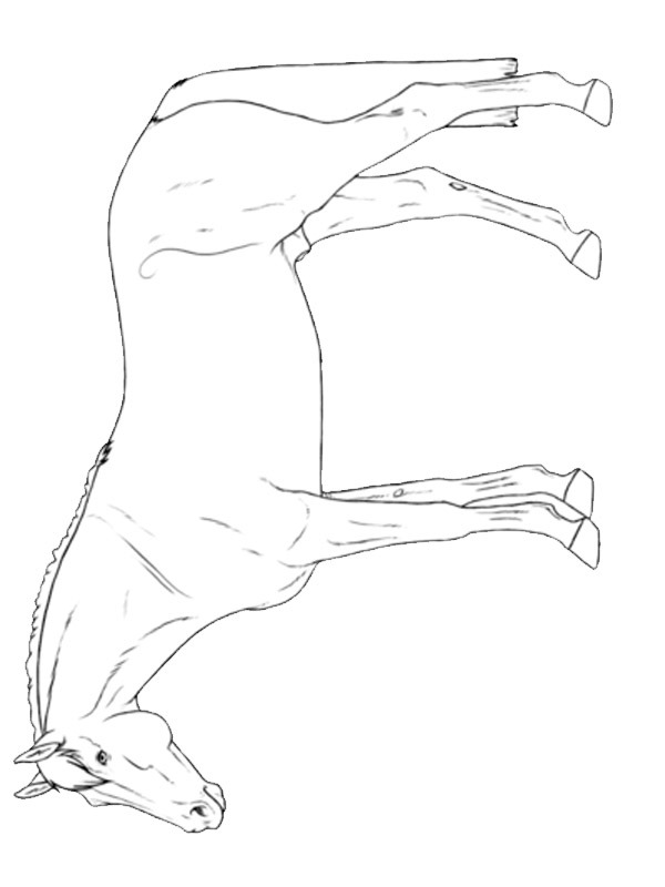 Hanoverian horse Coloring page