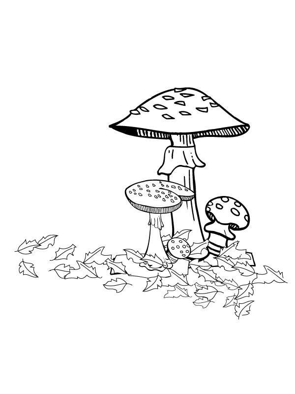 autumn mushrooms Coloring page