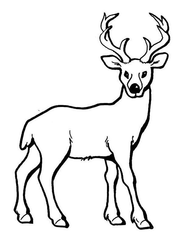 deer Coloring page