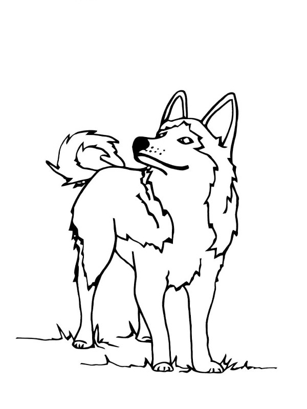 Husky dog Coloring page