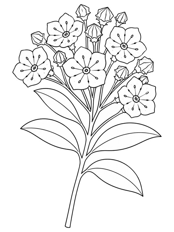 Kalmia Coloring page