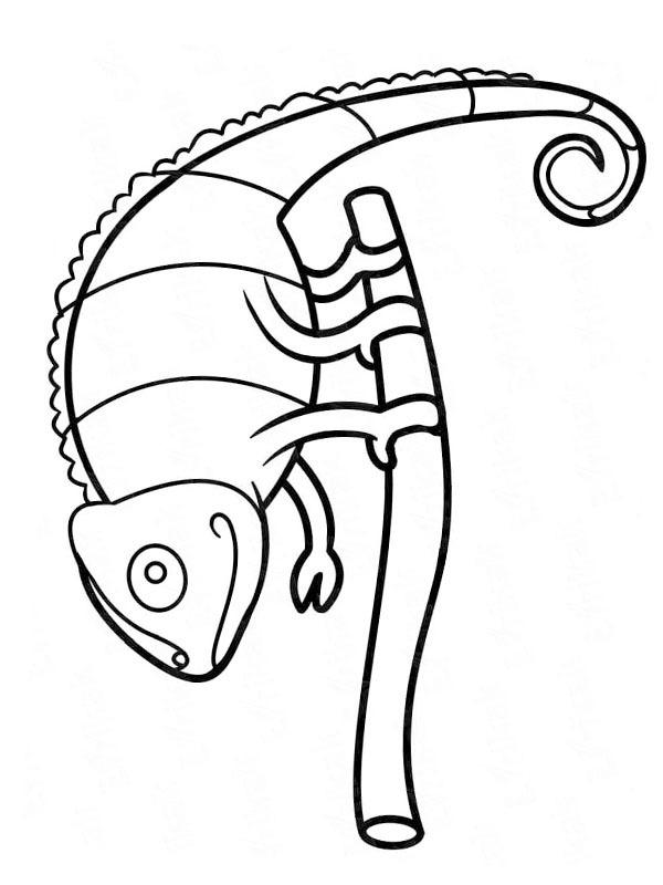 Chameleon on a branch Coloring page Chameleon on a branch Coloring page