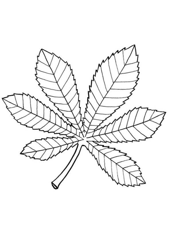 chestnut leaf Coloring page