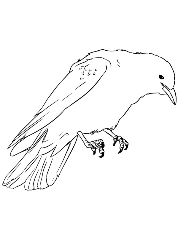 Jackdaw Coloring page