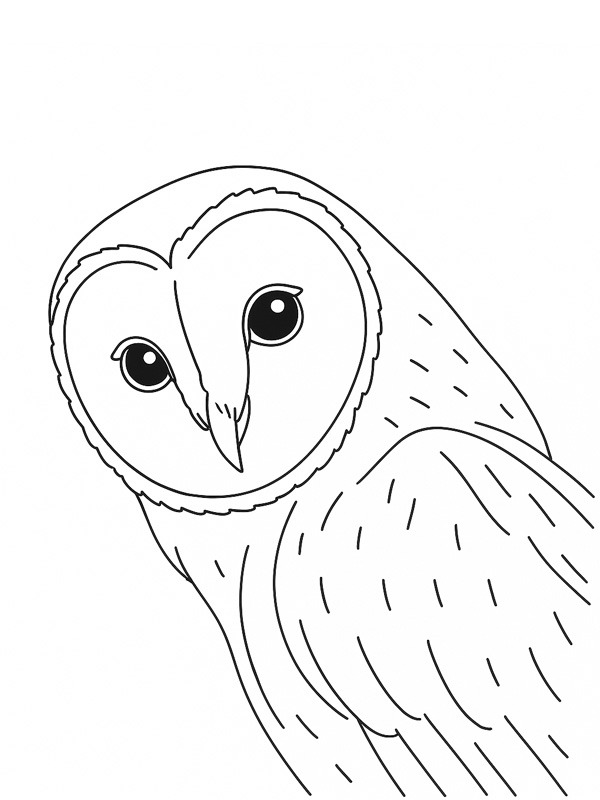 Barn Owl Coloring page