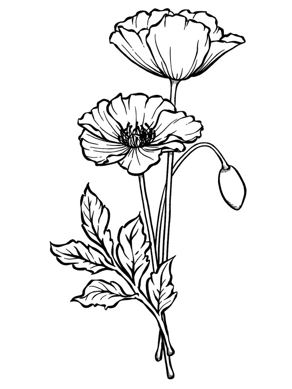 Rose Coloring page