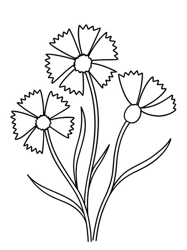 Cornflower Coloring page