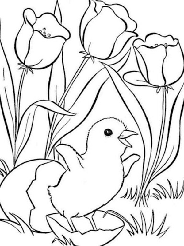Chick Coloring page