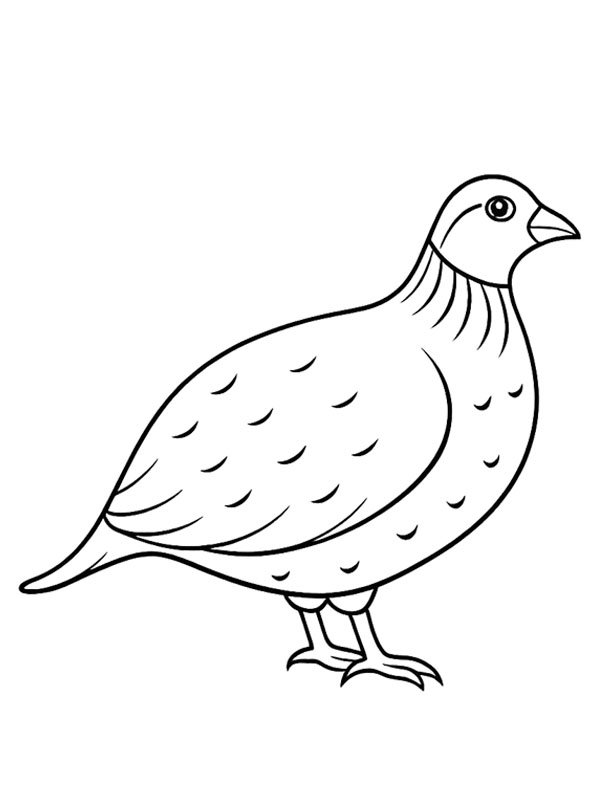 Quail Coloring page