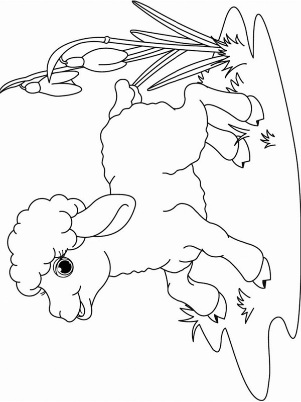 Lamb Coloring page