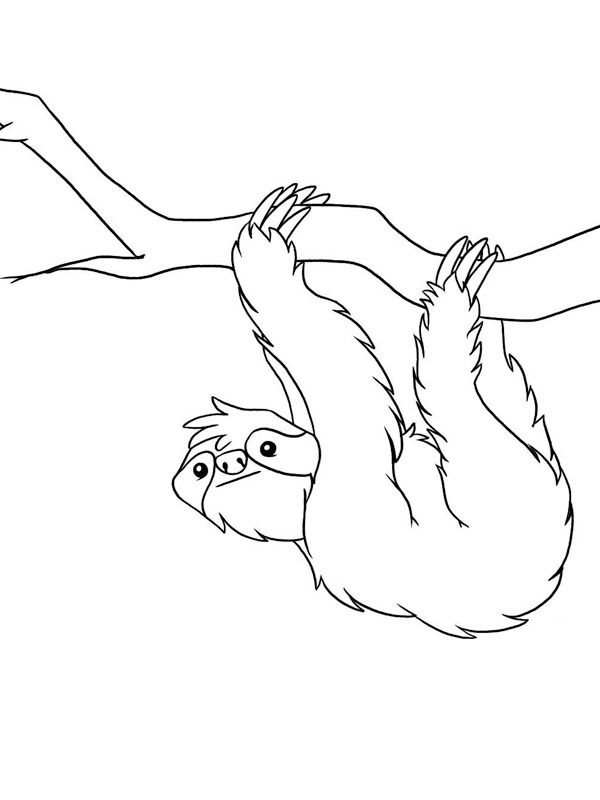 Sloth Coloring page