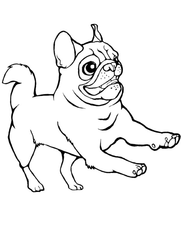 pug Coloring page