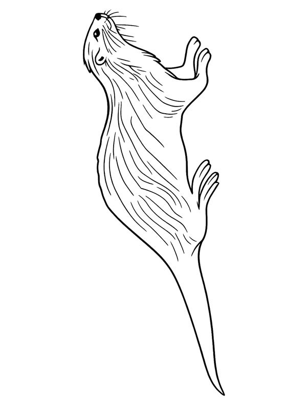 Otter Coloring page