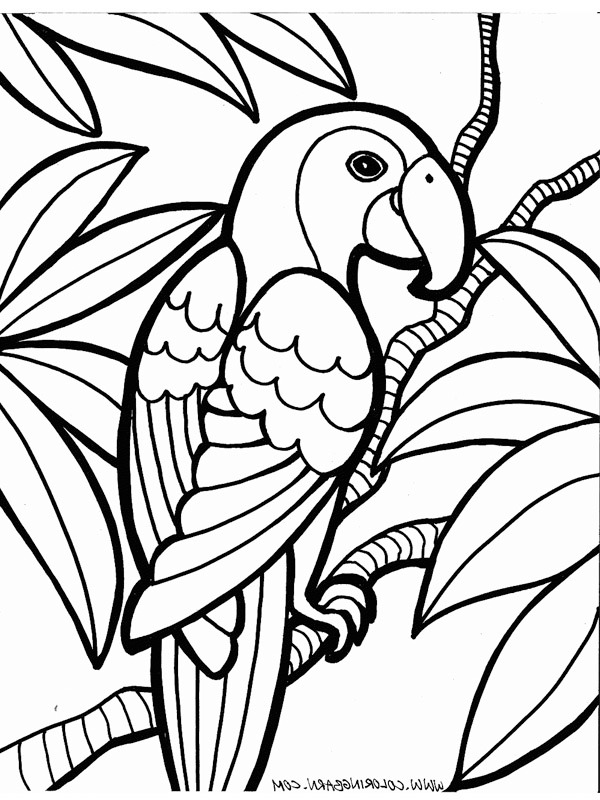 Parrot Coloring page
