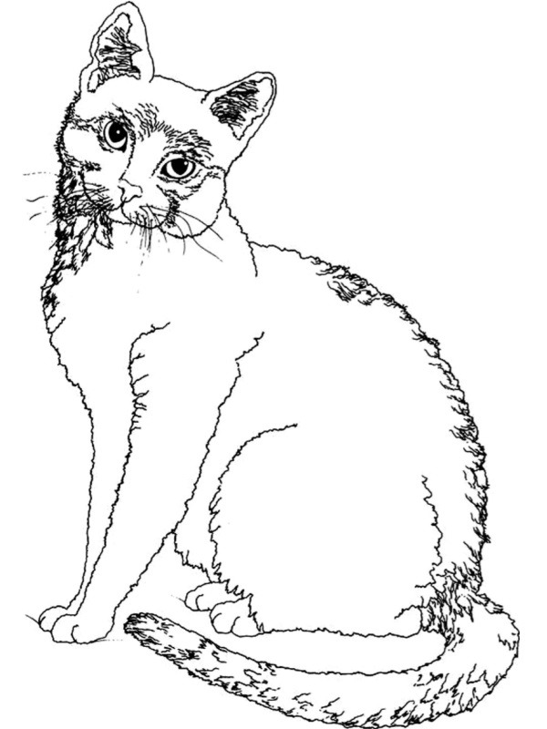 Kitten Coloring page