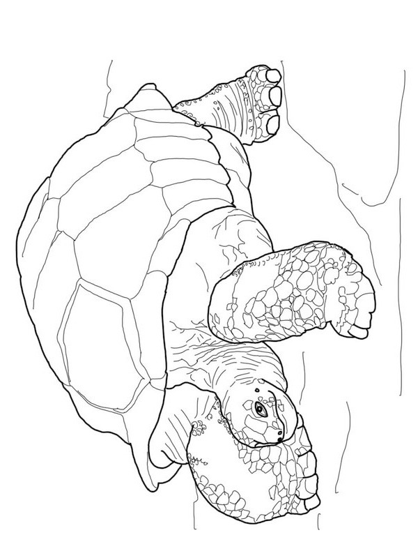 Turtle Coloring page