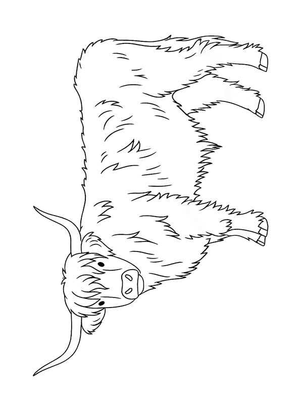 Highland cattle Coloring page