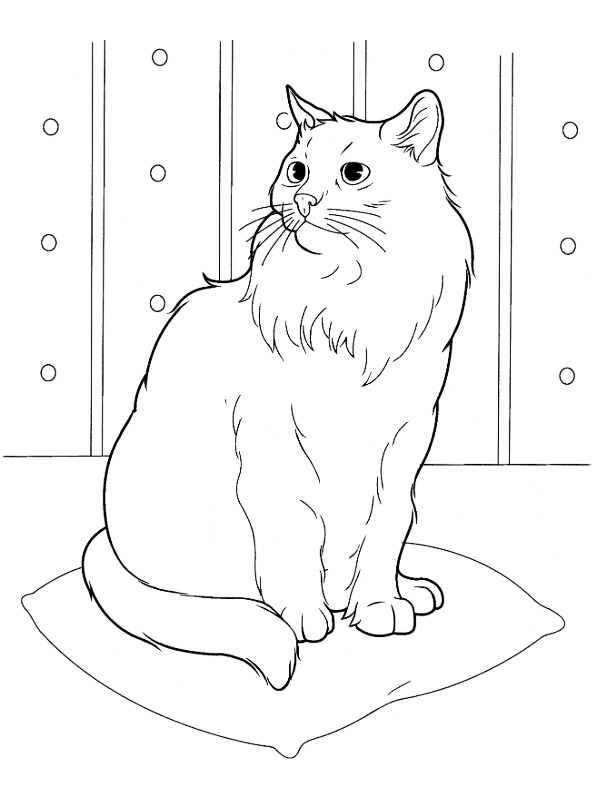 Siberian cat Coloring page