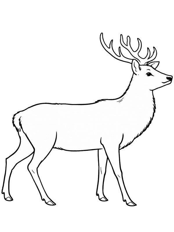 Sika deer Coloring page