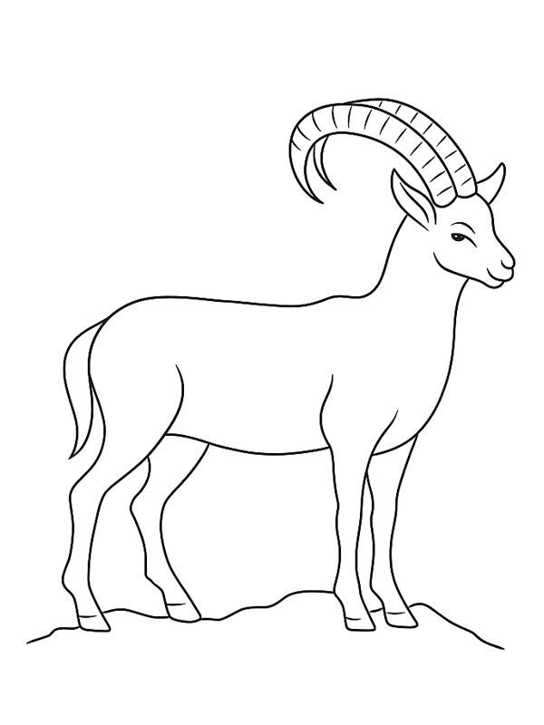 Ibex Coloring page