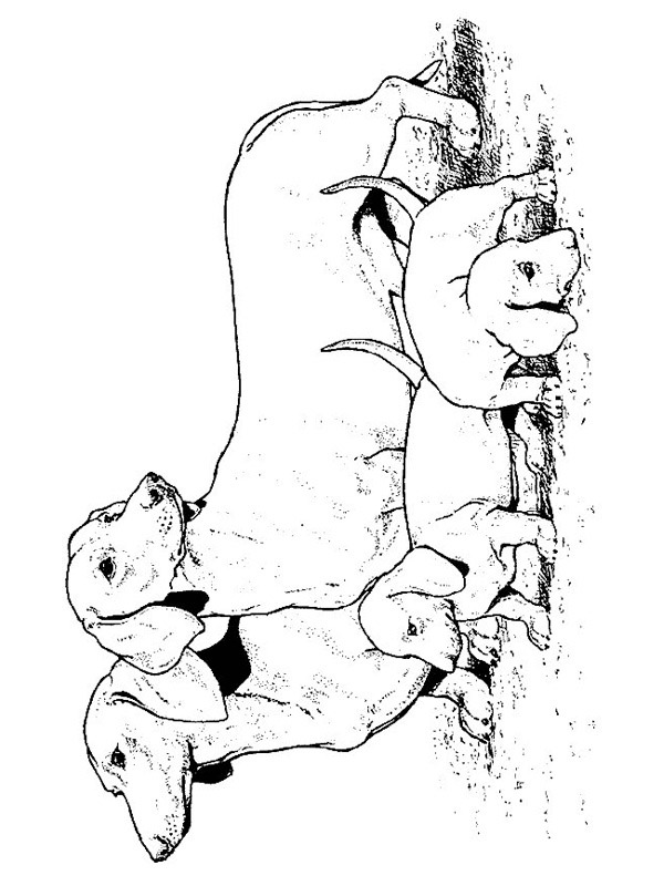 Dachshunds Coloring page