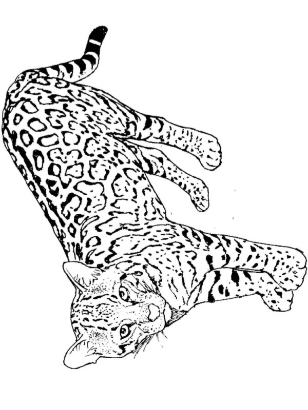 Leopard Coloring page