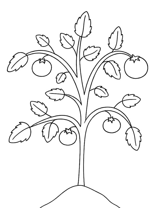 Tomato plant Coloring page