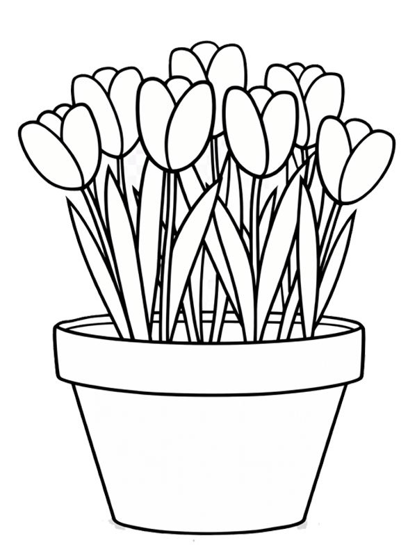 Tulip flowers in a flowerpot Coloring page Tulip flowers in a flowerpot Coloring page