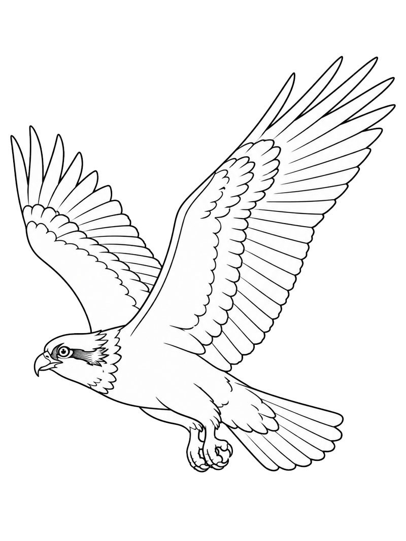 Fish hawk Coloring page