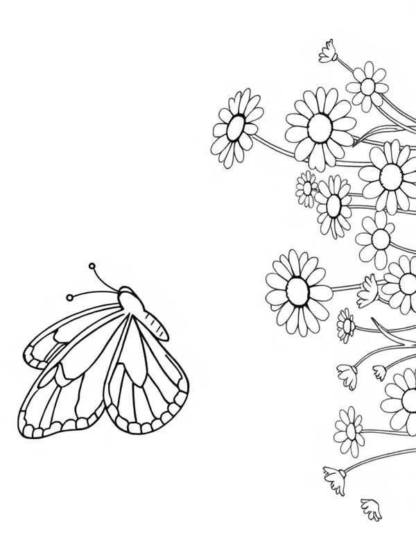 Butterfly flies above daisies Coloring page Butterfly flies above daisies Coloring page