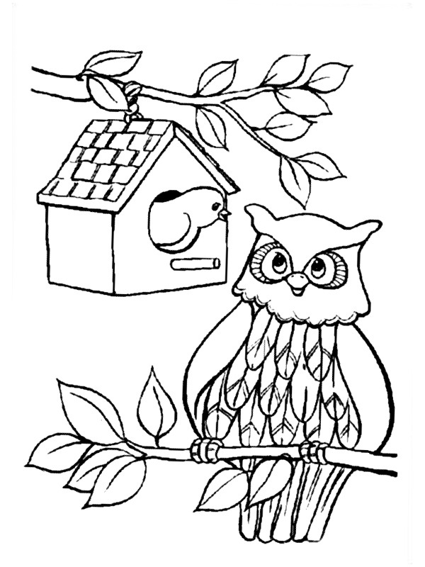Bird and owl Coloring page
