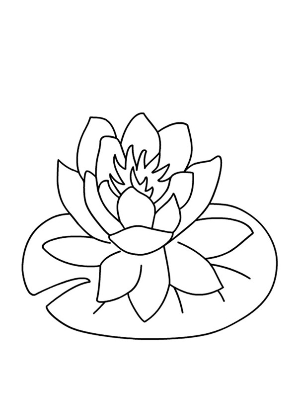Water lily blossom Coloring page