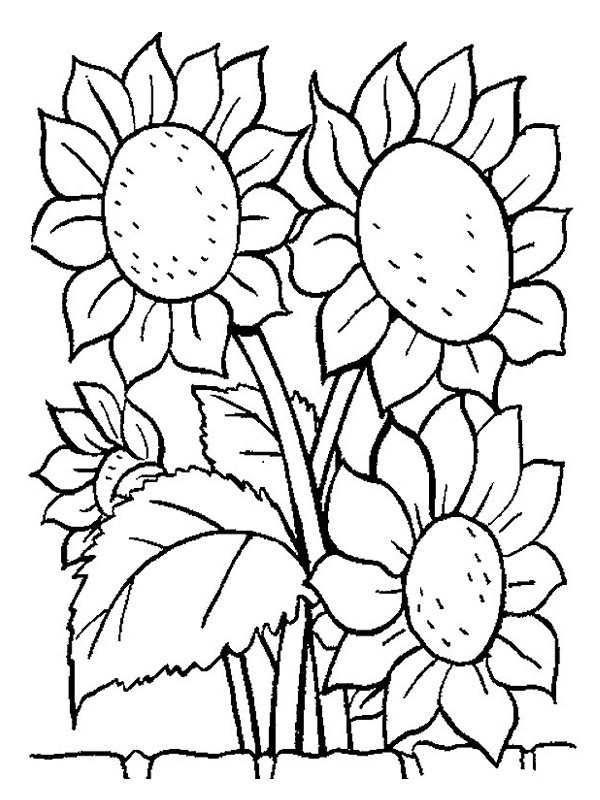 Sunflowers Coloring page